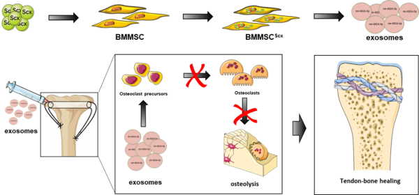 Biomaterials：基于Scleraxis过表达的工程化BMMSC来源外泌体的纳米疗法可抑制腱骨界面骨溶解并提高腱骨愈合强度