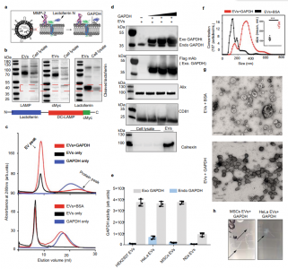 Nature子刊：GAPDH调控细胞外囊泡生物发生，增强EV介导siRNA递送至大脑的治疗潜力