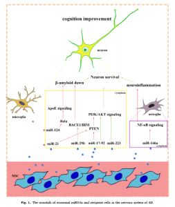 Mechanisms of Ageing and Development：外泌体miRNAs在阿尔茨海默病诊断和治疗中的作用