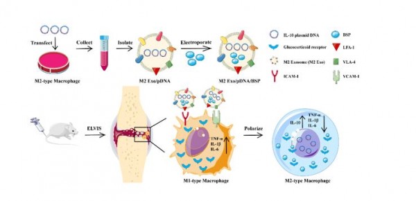 M2型巨噬细胞衍生的外泌体共递药纳米粒通过巨噬细胞极化靶向治疗类风湿性关节炎