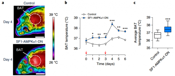 Nat Metab：光吃不胖？外泌体靶向下丘脑AMPKα1增加棕色脂肪组织产热并减重