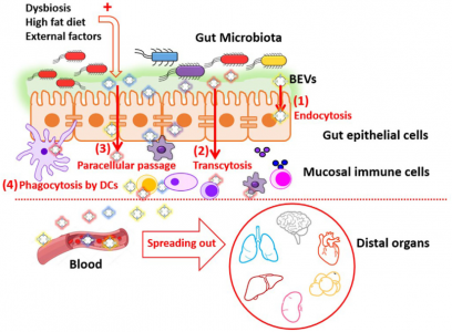 【综述】JEV：肠道微生物群细胞外囊泡的功能