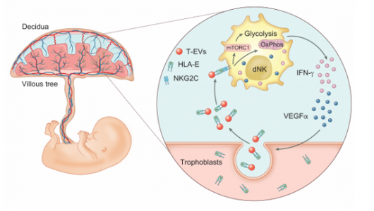 International Journal of Biological Sciences:胞外囊泡介导的母-胎对话