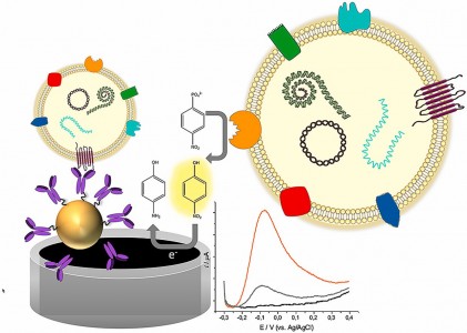 Biosens Bioelectron：乳腺癌外泌体中碱性磷酸酶的生物传感检测