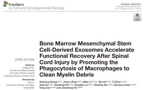 骨髓间充质干细胞来源的外泌体通过增强巨噬细胞吞噬功能，清除髓鞘碎片，促进脊髓损伤后神经功能修复