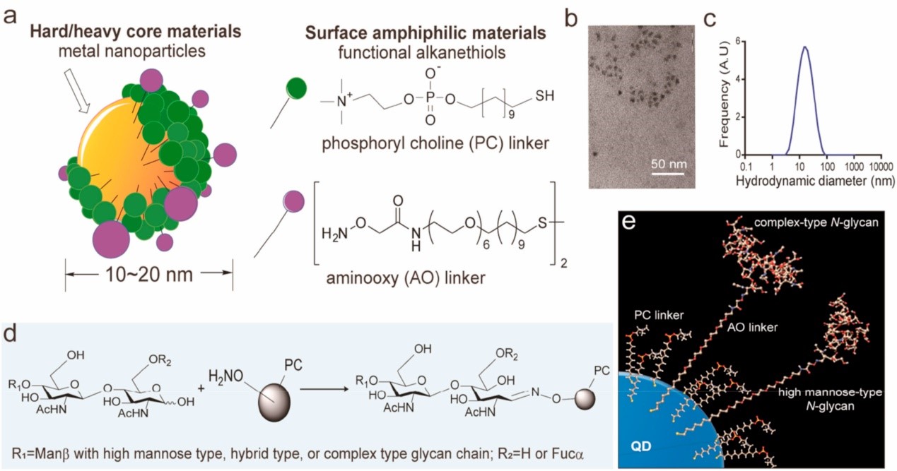 Biomaterials：抗粘附纳米体揭示肿瘤外泌体糖萼在肿瘤转移器官靶向性中的作用