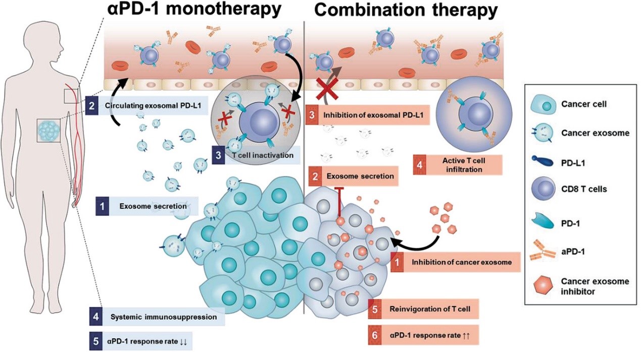 AdvancedScience：磺胺异恶唑通过抑制外泌体PD-L1产生良好的抗肿瘤免疫治疗反应