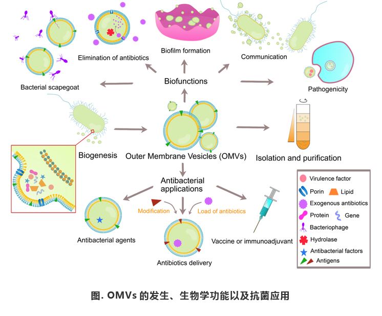 Acta Biomaterialia：细菌外膜囊泡——抗菌治疗中有潜力的生物纳米材料