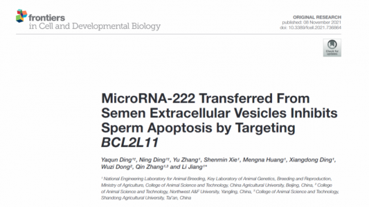 精浆胞外囊泡中的miR-222可转移到精子中通过靶向调控BCL2L11的表达抑制精子凋亡