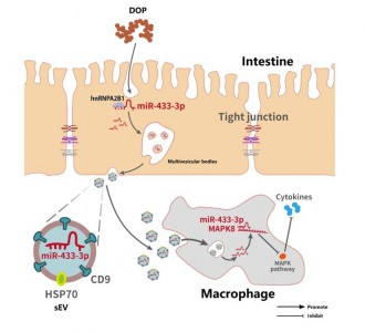 J Agric Food Chem ：基于肠源细胞外囊泡的作用探究铁皮石斛多糖缓解肠道炎症的机制
