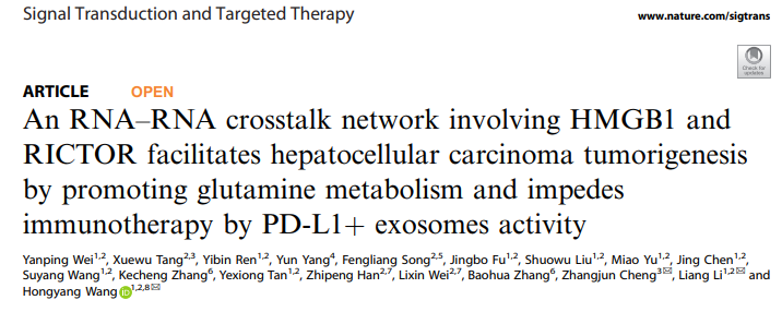 RNA-RNA交互网络促进谷氨酰胺代谢诱导肝癌发生，并通过PD-L1+外泌体阻碍肝癌免疫治疗