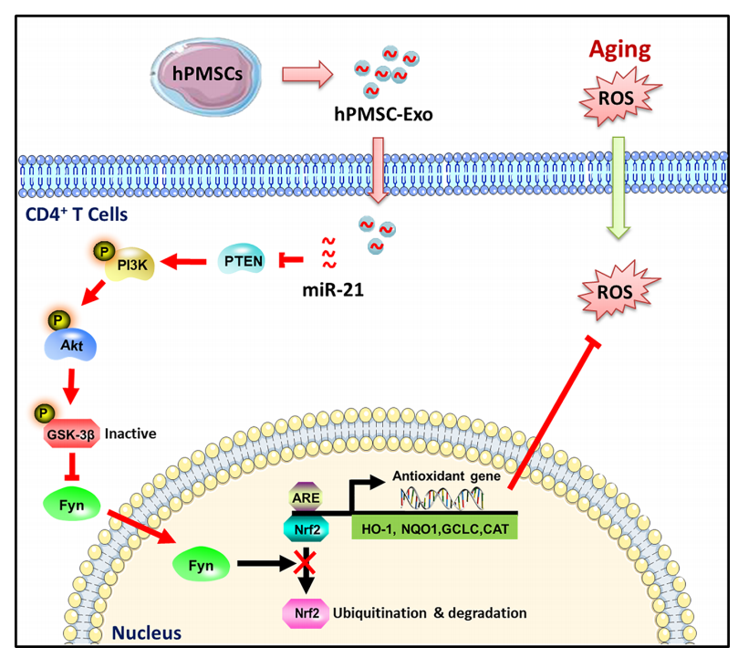 人胎盘间充质干细胞外泌体源miRNA-21通过PTEN/PI3K-Nrf2信号轴保护CD4+ T细胞免受衰老相关氧化压力的损伤