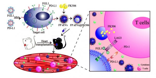 Advanced Science：工程化的间充质干细胞外细胞囊泡高表达FGL1/PD-L1用于缓解免疫排斥反应