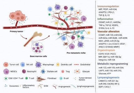 FRONTMOL BIOSCI: 外泌体在肿瘤转移前微环境中的作用