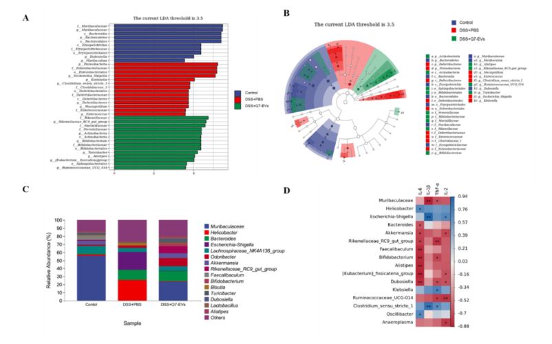 Frontiers in Immunity：源于植物乳杆菌Q7的胞外囊泡调控小鼠肠道菌群和改善溃疡性结肠炎