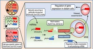 Nature杂志的新研究破解了细胞间外泌体传输系统的密码