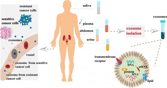 Front Cell DevBiol:外泌体在癌症化疗抗性中的新作用