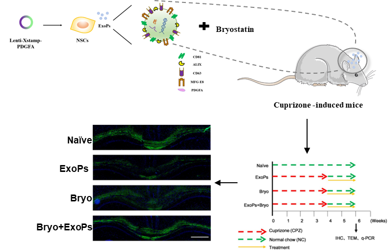 Biomaterials Science:靶向性外泌体负载苔藓抑素治疗脱髓鞘动物模型并促进髓鞘再生的作用研究