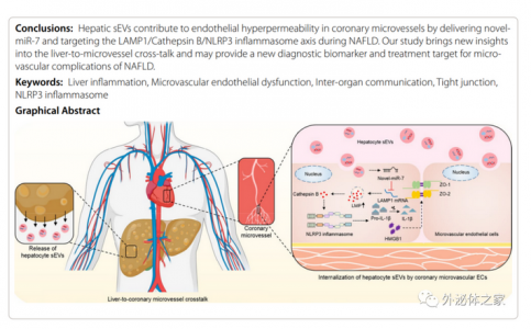 Journal of Nanobiotechnology: 脂肪肝源性外泌体内miR-7致微血管内皮损伤的作用机制