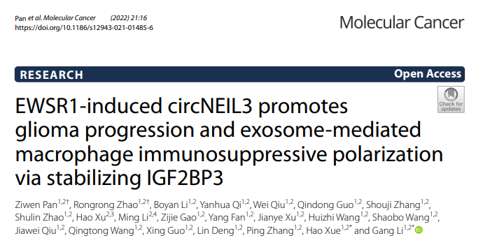 Molecular Cancer：WSR1诱导的circNEIL3通过稳定IGF2BP3促进胶质瘤进展和外泌体介导的巨噬细胞免疫抑制极化