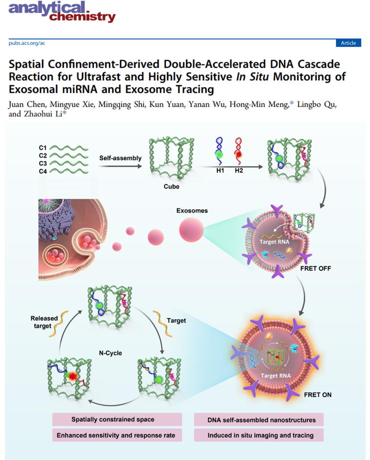 Analytical Chemistry| 郑州大学李朝辉、孟红敏团队：外泌体miRNA的超快速高灵敏原位检测及外泌体示踪新方法