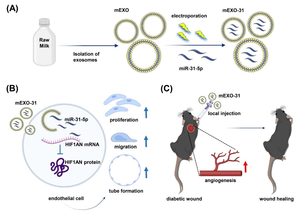 Drug Delivery：搭载miR-31-5p的工程化牛奶外泌体通过改善内皮细胞功能促进糖尿病创面愈合