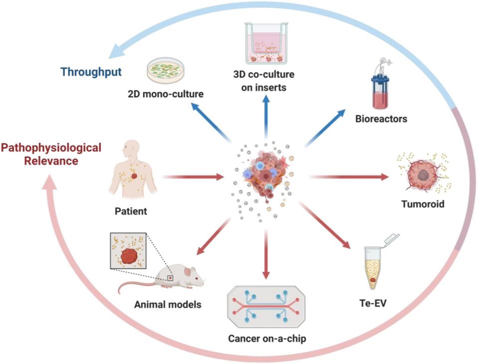 【综述】Semin Cancer Biol丨肿瘤的细胞外囊泡、类肿瘤模型和肿瘤微环境