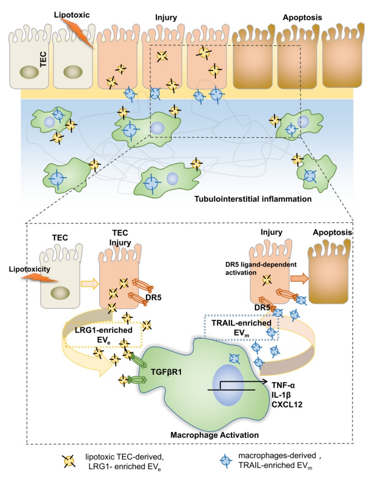 Theranostics：细胞外囊泡介导肾小管上皮细胞与巨噬细胞之间交互对话在糖尿病肾病进程中发挥重要作用