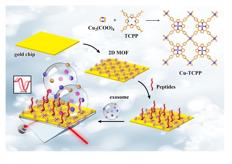 Biosensors and Bioelectronics |上海大学陈红霞团队：快速灵敏检测外泌体PD-L1的新技术策略