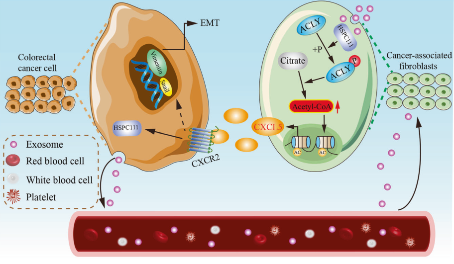 Cell Death & Disease: 结直肠癌细胞分泌外泌体活化肿瘤相关成纤维细胞并构建转移前龛促进结直肠癌的肝转移