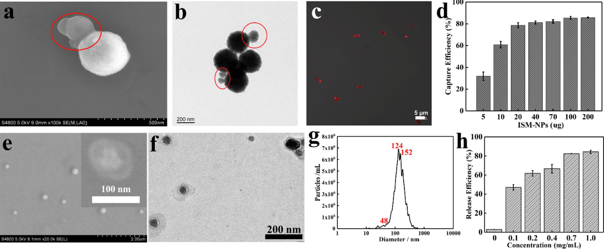 J Colloid Interface Sci：葫芦[8]脲介导的三元主客体结构免疫亲合超分子磁珠：用于sEVs的高效富集