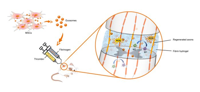 Asian J Pharm Sci | 浙江大学高建青教授团队：基于间充质干细胞来源外泌体的脊髓损伤急性期治疗新策略