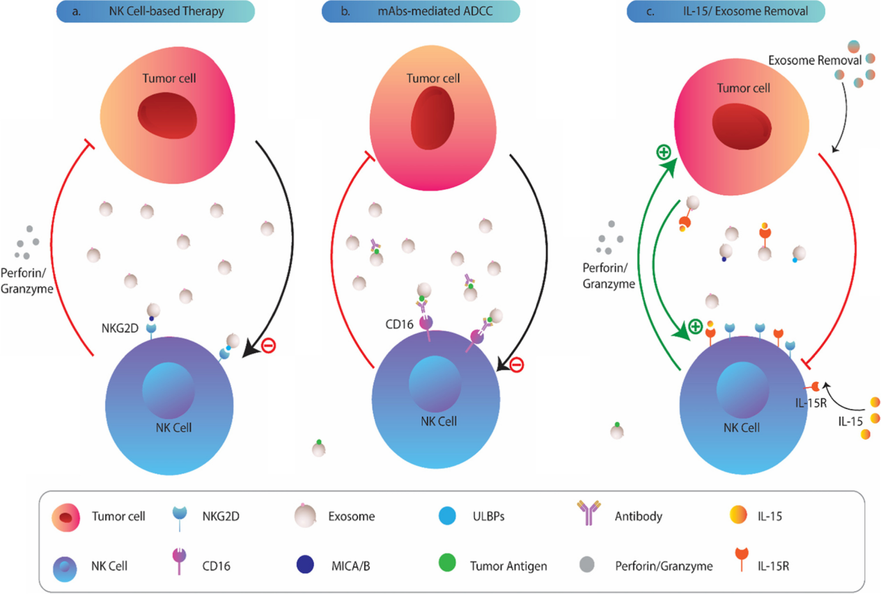 【综述】Mol Cancer：肿瘤外泌体在介导自然杀伤细胞功能障碍中的生物学作用