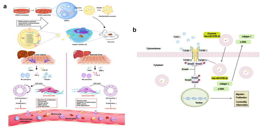 3D培养人胚胎干细胞衍生的外泌体能有效抑制肝脏星状细胞的活化，从而改善肝纤维化