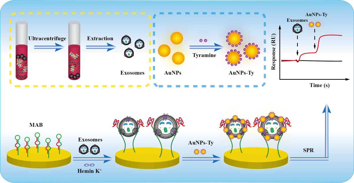 J Nanobiotechnology：基于分子适体信标激活改良酪胺信号放大技术的表面等离子共振生物传感器用于外泌体检测