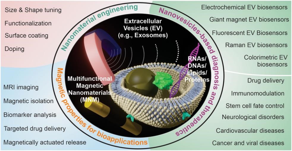 【综述】Small丨多功能磁性纳米材料助力细胞外囊泡的生物医学应用