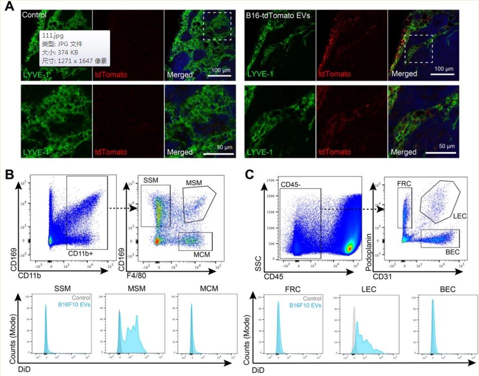 JEV丨黑色素瘤衍生的细胞外囊泡破坏引流淋巴结中的肿瘤免疫