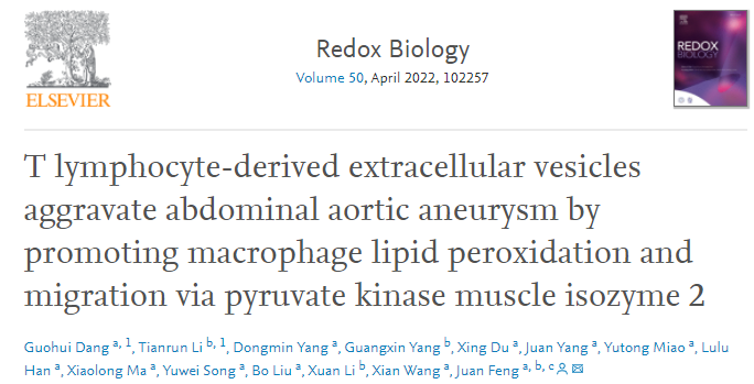 Redox Biology | 北京大学医学部冯娟/王宪团队：T淋巴细胞释放富含脂质的细胞外囊泡促进巨噬细胞迁移而加重腹主动脉瘤