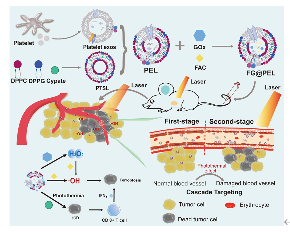 Biomaterials |中国药科大学顾月清教授、李斯文副教授团队：基于血小板外泌体的仿生纳米载体构建级联协同策略用于肿瘤治疗