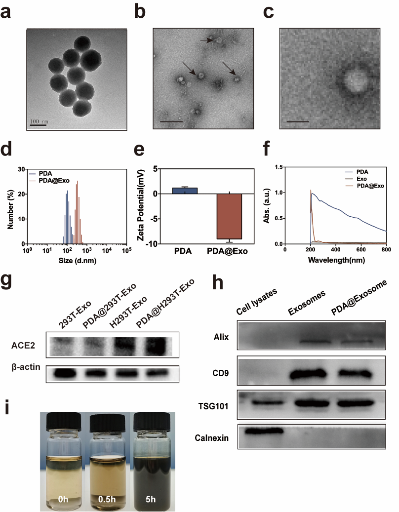 ACSAppl Mater Interfaces同济大学：高表达ACE2的外泌体诱饵用于同时捕获SARS-CoV-2与抗氧化治疗