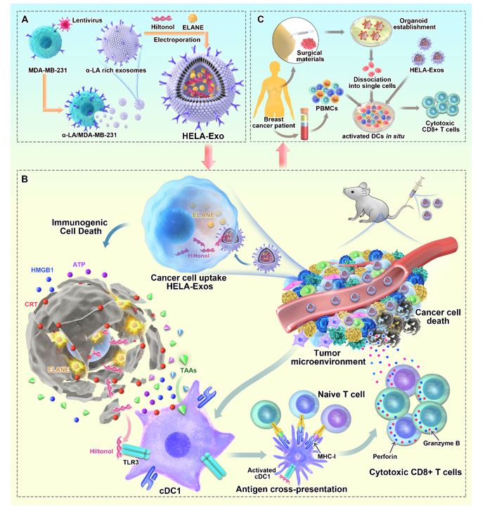 Molecular cancer | 武汉大学中南医院汪付兵团队：工程化外泌体作为DC原位疫苗增强乳腺癌的抗肿瘤免疫力