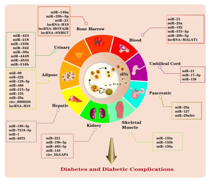 Mol Metab | 青岛大学医学院常文光团队：不同组织来源的外泌体非编码RNA在糖尿病和糖尿病并发症中的作用