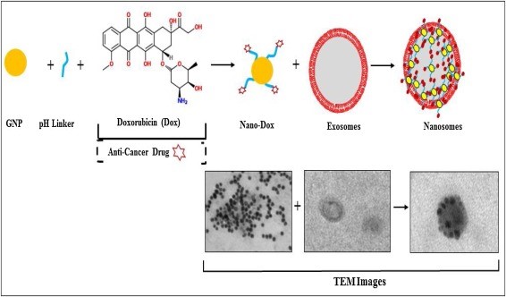 【综述】Semin Cancer Biol丨机体来源的外泌体作为抗癌药物和癌症显像剂的载体