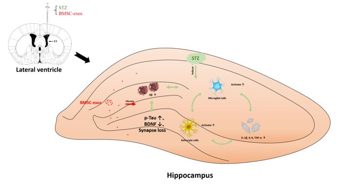 J Neuroinflammation│安徽医科大学葛金芳、夏清荣课题组：骨髓间充质干细胞外泌体对阿尔兹海默病的部分治疗作用机制