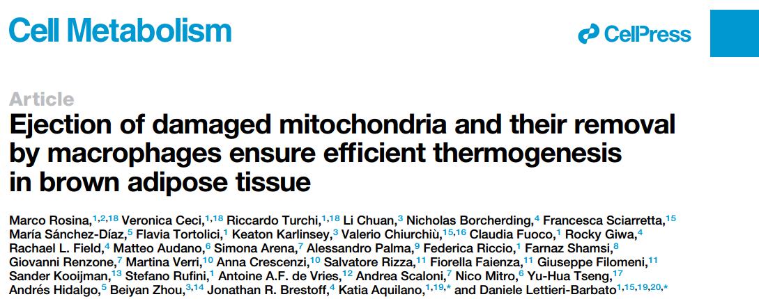 Cell Metab：棕色脂肪组织通过EVs排出受损线粒体被巨噬细胞清除，从而确保有效产热