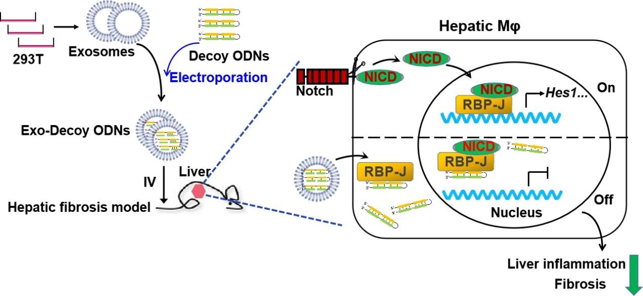 Theranostics│空军军医大学西京医院陶开山教授、王琳教授团队：外泌体递送RBP-J诱骗寡脱氧核苷酸改善小鼠肝纤维化
