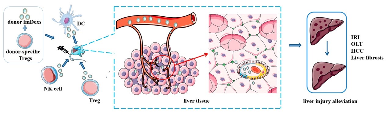 Frontiers in Immunology｜四川大学华西医院杨丽教授团队：免疫细胞来源的外泌体在肝脏疾病中的作用