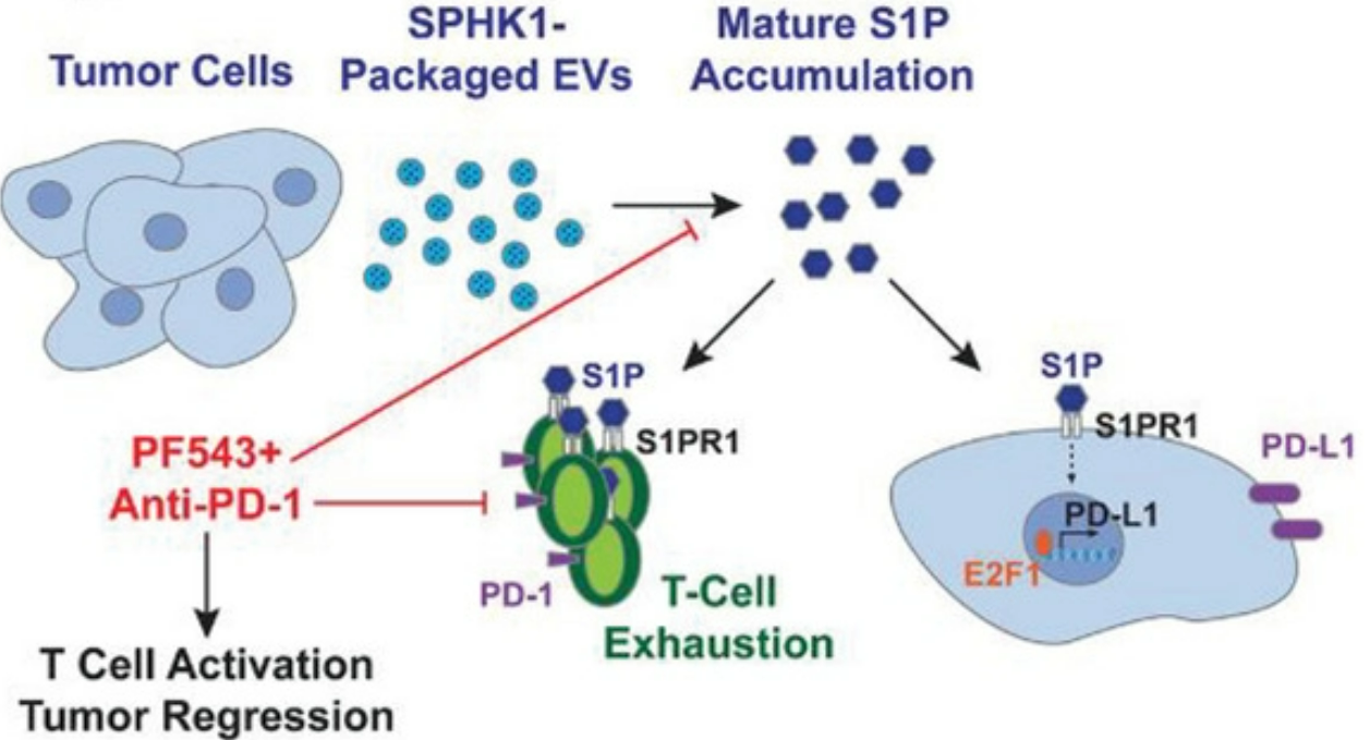 Adv Sci：肿瘤EVs通过鞘氨醇激酶驱动肿瘤微环境中的T细胞耗竭