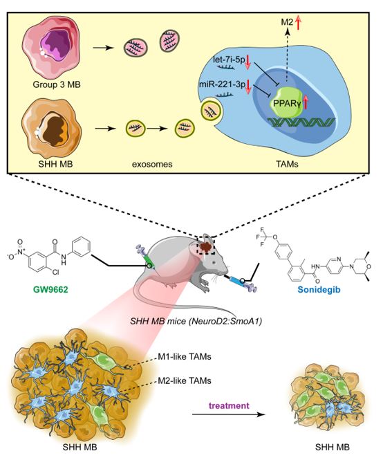 ​Cancer Lett |北京大学医学部/北医三院常青团队：SHH亚型髓母细胞瘤外泌体miRNA 诱导肿瘤相关巨噬细胞的极化