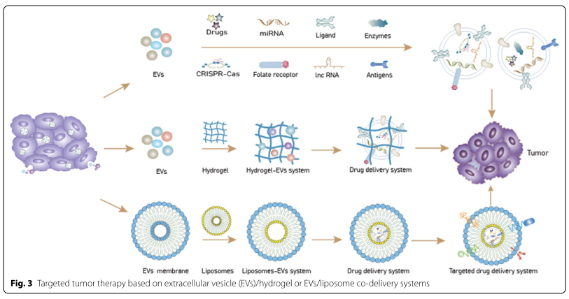 J Biomed Sci | 中国医科大学附属第四医院普外科姜晓峰教授团队: 工程化细胞外囊泡在肿瘤靶向治疗中的应用